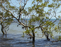 Queensland Flood Appeals